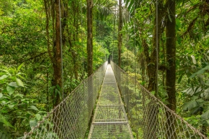 ecotourism bridge